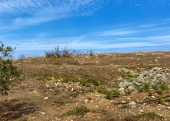 Taşlık arazileri sulu arazi gösterip devleti dolandırmışlar