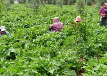 Turfanda sarıkız fasulyesi üreticiyi sevindirdi: Dalında 100 TL