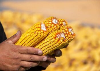 Rusya Tahıl Birliği: Türkiye’ye mısır ihracatı 6,5 kat arttı