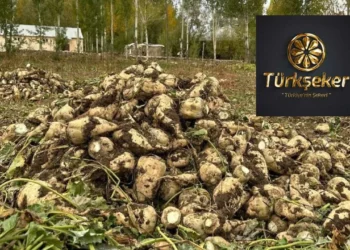 Türkşeker 300 bin ton şeker ihraç edecek ama Hazine 4.4 milyar lira zarar edecek! Bakanlıktan onay bekleniyor 3 Türkşeker 300 bin ton şeker ihraç edecek ama Hazine 4.4 milyar lira zarar edecek! Bakanlıktan onay bekleniyor