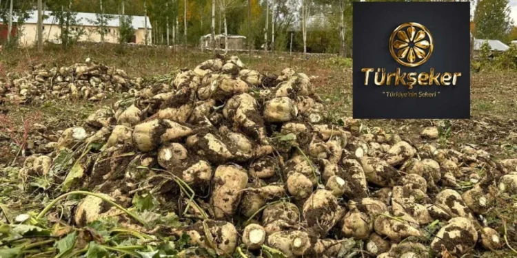 Türkşeker 300 bin ton şeker ihraç edecek ama Hazine 4.4 milyar lira zarar edecek! Bakanlıktan onay bekleniyor 1 Turkseker 3