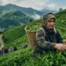 Karadeniz'de çay toplama ücretleri belirlendi: Günlük yevmiye üç bin lira 7 Karadeniz’de çay toplama ücretleri belirlendi: Günlük yevmiye üç bin lira