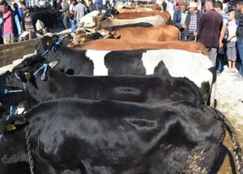 Kurban derileri ekonomiye milyarlar kazandırıyor! Deri sektörü bayramı dört gözle bekliyor
