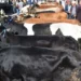 Kurban derileri ekonomiye milyarlar kazandırıyor! Deri sektörü bayramı dört gözle bekliyor 6 Kurban derileri ekonomiye milyarlar kazandırıyor! Deri sektörü bayramı dört gözle bekliyor
