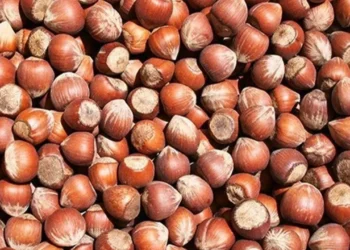 2026-2027 sezonunda Türkiye’nin tahmini fındık üretimi 810 bin ton olacak