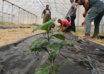 Çukurova’da yeni bir çağ başlıyor! Adana’da ilk kahve fidanı toprakla buluştu