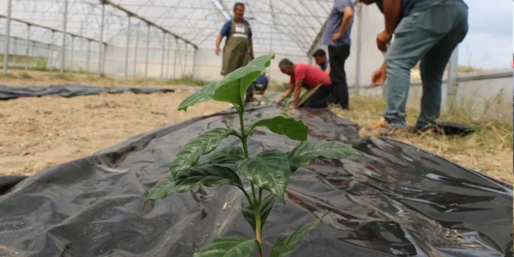 Çukurova’da yeni bir çağ başlıyor! Adana'da ilk kahve fidanı toprakla buluştu 1 kahve fidani