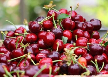 İzmir’de sezonun ilk kiraz ihracatı yapıldı