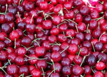 Tokat’ta aşırı yağışlar kirazı vurdu