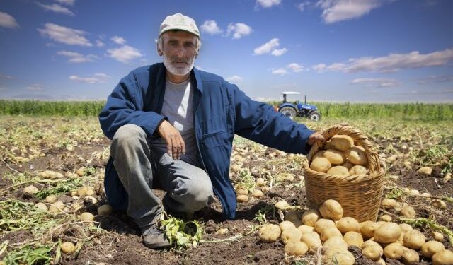 PepsiCo Türkiye'den Sürdürülebilir Tarım ve Çiftçi Hamlesi 1 patates tarlasi