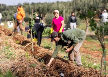 Akdeniz’in tarımsal ormancılık haritası çıkartılıyor