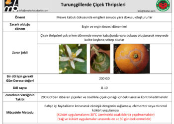 Turunçgillerde Çiçek Thripsleri