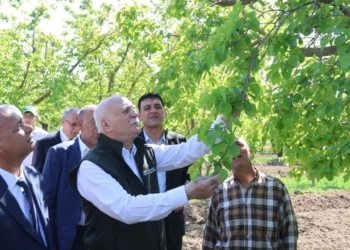 Bayraktar: Iğdır’daki kayısı bahçelerimiz dondan zarar gördü