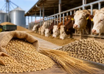 Maliyet baskısı azalıyor! Arpa üretimindeki artış yem fiyatlarını düşürebilir