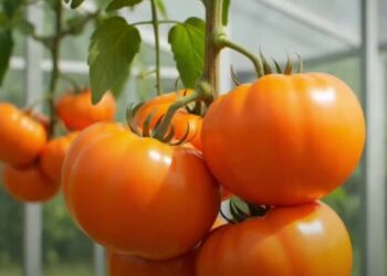 Florida Üniversitesi, A vitamini zengini domates geliştirdi