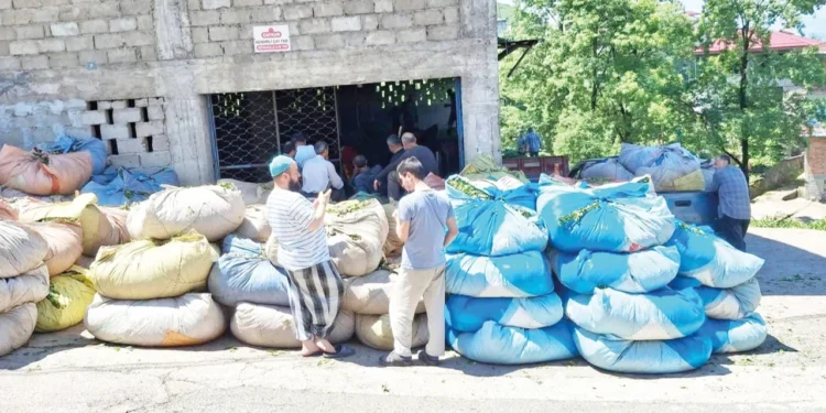 Çay hasadını durdurun 1 Cay hasadi