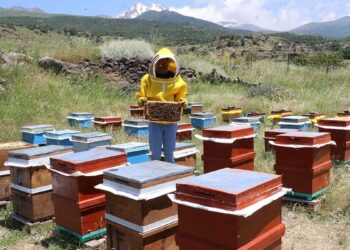 Dedesinin terk ettiği köye döndü, 50 kovanla üretime başladı