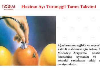 Haziran Ayı Turunçgil Tarım Takvimi