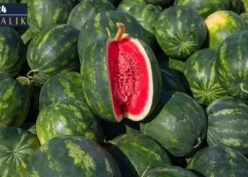 Karpuzun tadı neden kaçtı? Kabak aşısı tüketiciyi karpuzdan uzaklaştırıyor mu?
