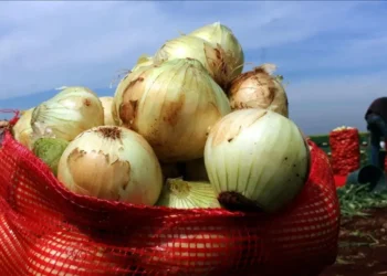 Kuru soğan yine şampiyon