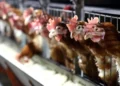 Mesele tavuk eti değil! 5 Mesele tavuk eti değil!