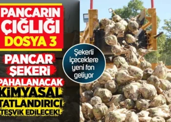Pancarın Çığlığı: Şekerli içeceklere yeni fon geliyor! Pancar şekeri pahalanacak, tatlandırıcı teşvik edilecek!