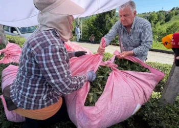 Rize’de çay üreticilerin isyanı: ‘1 kilo çayla 2 ekmek bile alamıyoruz, çayı dereye dökeceğiz’