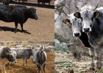 TİGEM’in resmi raporundan acı itiraf: Yerli sığır varlığında büyük çöküş! Sayı bakın kaça düştü?