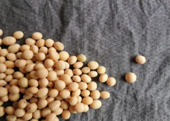 ABD Soya İhracat Konseyi: Çin Brezilya Soyalarına Yöneliyor - Tarım Pusulası