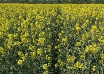 Agrarheute: Almanya'da Çiftçiler Kanoladan Vazgeçiyor - Tarım Pusulası