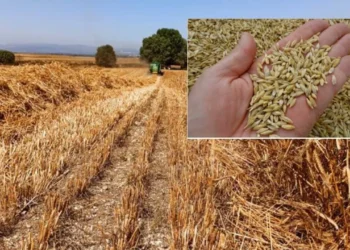 TMO kararı sonrası piyasa çalkalandı: Arpa fiyatları bir günde çakıldı! Bin liralık şok düşüş 1 TMO kararı sonrası piyasa çalkalandı: Arpa fiyatları bir günde çakıldı! Bin liralık şok düşüş