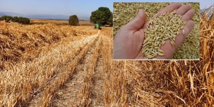 TMO kararı sonrası piyasa çalkalandı: Arpa fiyatları bir günde çakıldı! Bin liralık şok düşüş 1 arpa