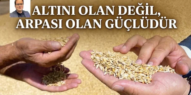 Altını olan değil, arpası olan güçlüdür 1 arpa altin