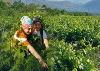 Kilosu 250 lirayı gördü: Üzüm daha çıkmadan kapış kapış satılıyor