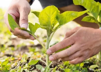 Geleceği besleyenler, geleceği yönetir!” Türkiye merkezli yeni küresel teori: Biyolojik güç