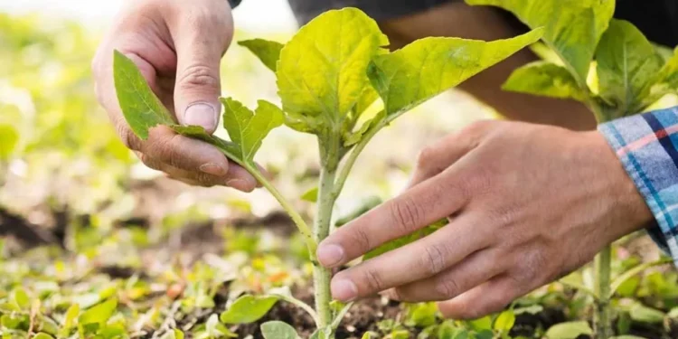 Geleceği besleyenler, geleceği yönetir!" Türkiye merkezli yeni küresel teori: Biyolojik güç 1 biyolojik guc