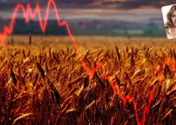 Çiftçi üretirken cezalandırıldı ithalat ise rekor kırdı: Buğdayda büyük çöküş…