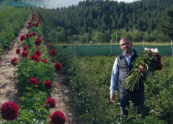 Hollanda’dan getirdiği çiçekle başladı: Sonuç herkesi şaşırttı