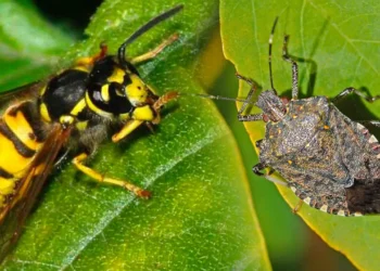 Karadeniz’de kahverengi kokarcaya karşı ‘samuray’ ordusu: 300 bin tanesi doğaya salındı