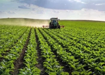 Kayseri Şeker'den Üreticiye 488,7 Milyon TL Çapa Avansı - Tarım Pusulası