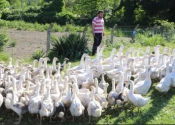 20 Kazla başladı, 220 civcive ulaştı