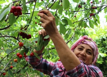 Kiraz hasadı hızlandı: Hedef ihracatta tarihi rekor
