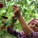 Kiraz hasadı hızlandı: Hedef ihracatta tarihi rekor