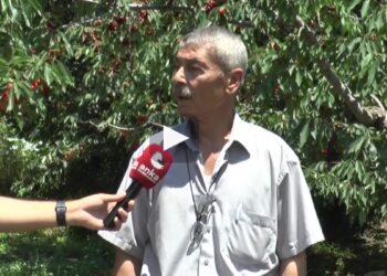 Kiraz üreticisi dertli: “Böyle giderse ağaçlarımızı köklemek zorunda kalacağız”