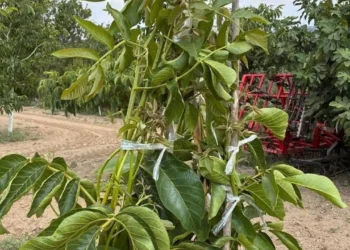 Koçarlı’da cevizde çeşit değiştirme aşısı başarıya ulaştı - Agro TV