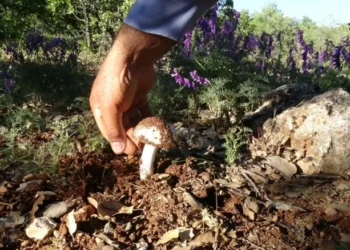 Ormanda bulunuyor, kilosu servet değerinde: Toplamayan pişman