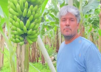Anamur’da Muz Fiyatı 4 Yıl Geriye Gitti