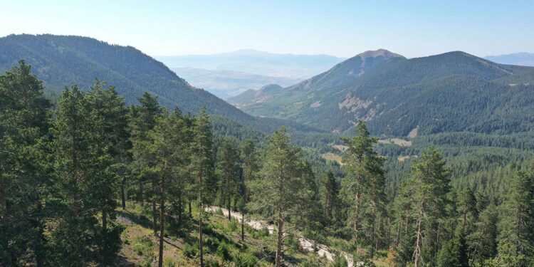 orman
