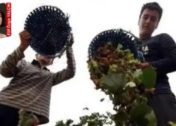 Köylü can suyu bekliyor ama milyarlarca dolarlık kırsal refah bütçesi sermayeye gidecek: Tarımda dolaylı tasfiye