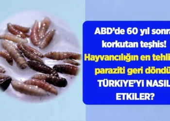 ABD’de 60 yıl sonra korkutan teşhis! Hayvancılığın en tehlikeli paraziti geri döndü: Türkiye’yi nasıl etkiler?